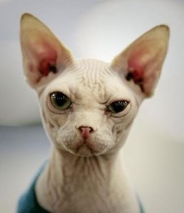 photo of a hairless cat