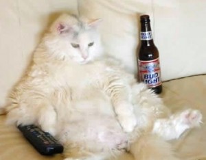 Fat cat watching TV and drinking beer