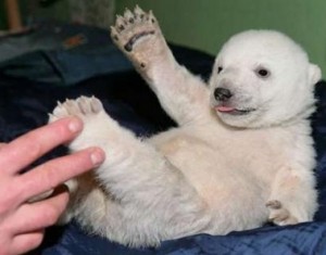 Knut as a baby