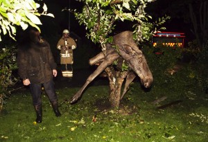 Photo of a drunk moose hanging from an apple tree