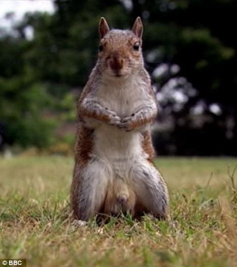 Squirrel Dick 33