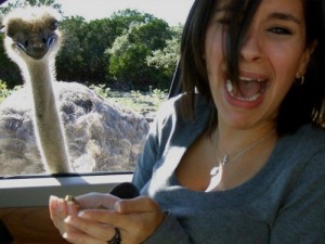 Funny-looking ostrich peeks into a car window, while a girl holding bird food screams. 