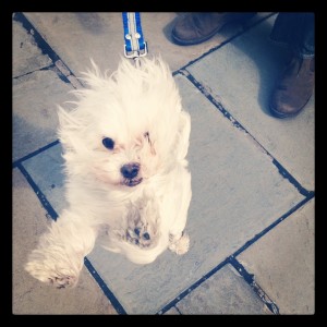 Photo of a small white dog on his hind legs, being blown over in the wind