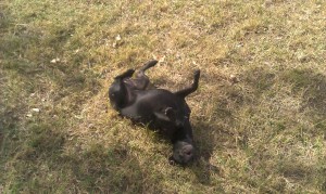 Little black dog rolling on the grass
