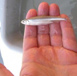 A hand holding a two-inch-long smelt