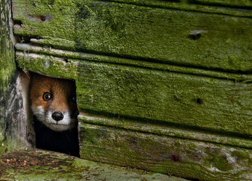 A juvenile fox peeks out of a hole in a wooden wall covered with moss.