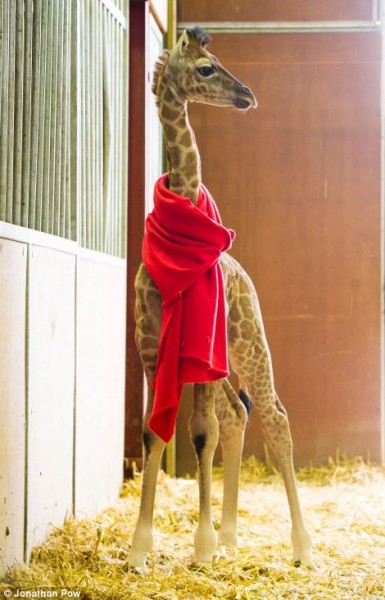 A two week old giraffe in a giraffe barn wearing a bright read scarf