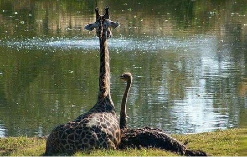 A giraffe and an ostrich snuggle together on the grassy banks of a lake