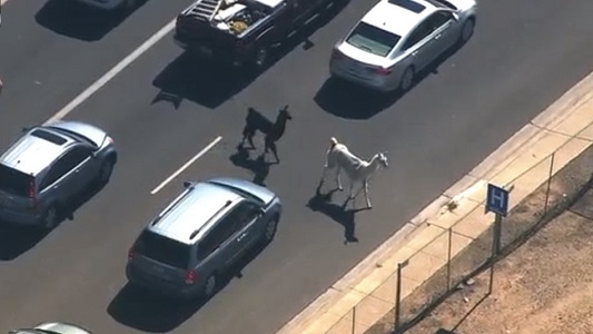 A pair of llamas, one small and black, one large and white, cross a busy highway. Traffic around them has stopped to let them cross.