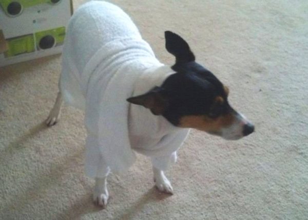 A rat terrier wearing a white terrycloth bathrobe